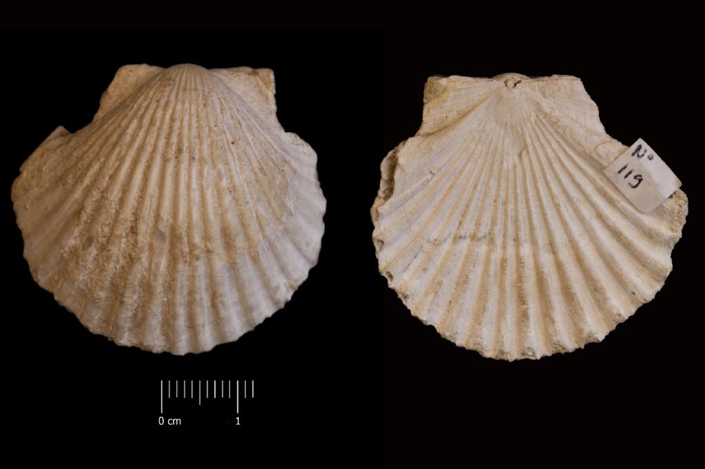 Fossile (invertebrato, esemplare)