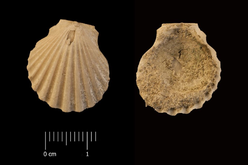 Fossile (invertebrato, esemplare)