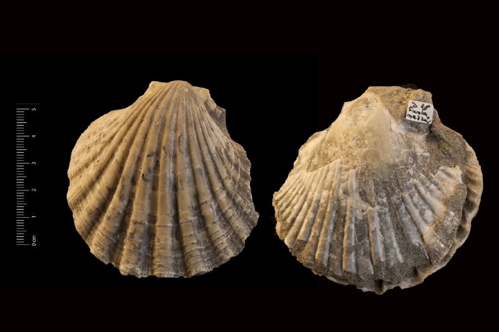 Fossile (invertebrato, esemplare)