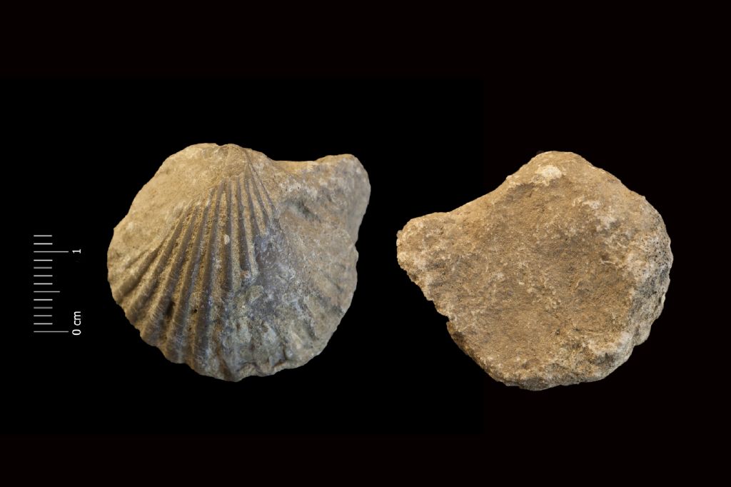 Fossile (invertebrato, esemplare)