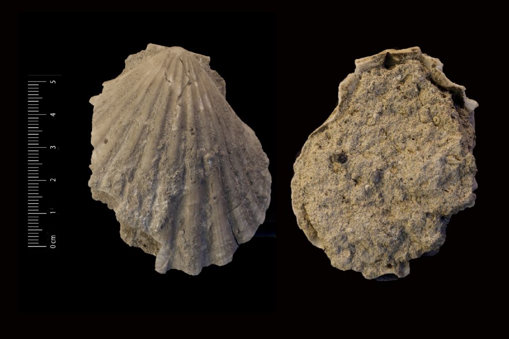 Fossile (invertebrato, esemplare)