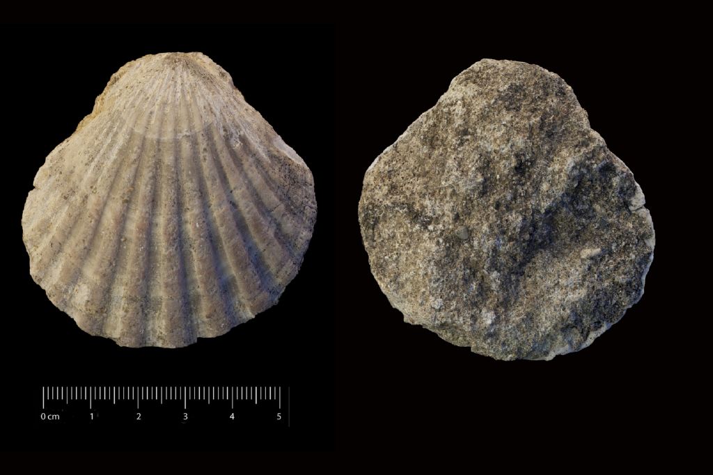 Fossile (invertebrato, esemplare)