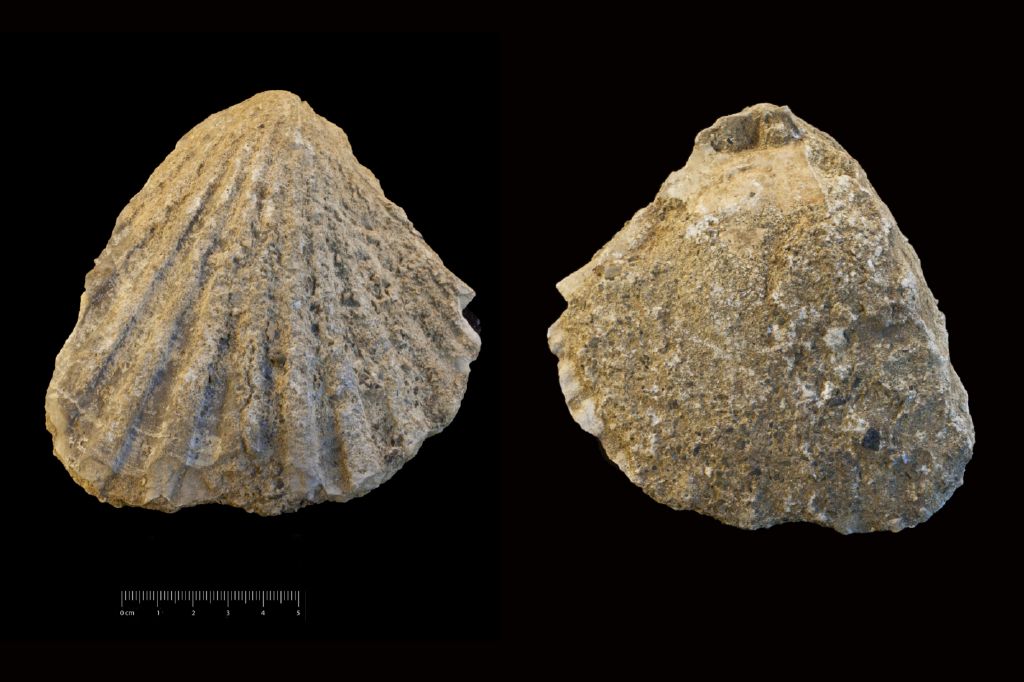 Fossile (invertebrato, esemplare)