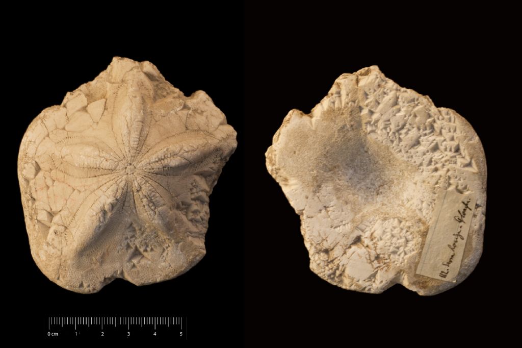 Fossile (invertebrato, teca di echinide, esemplare)