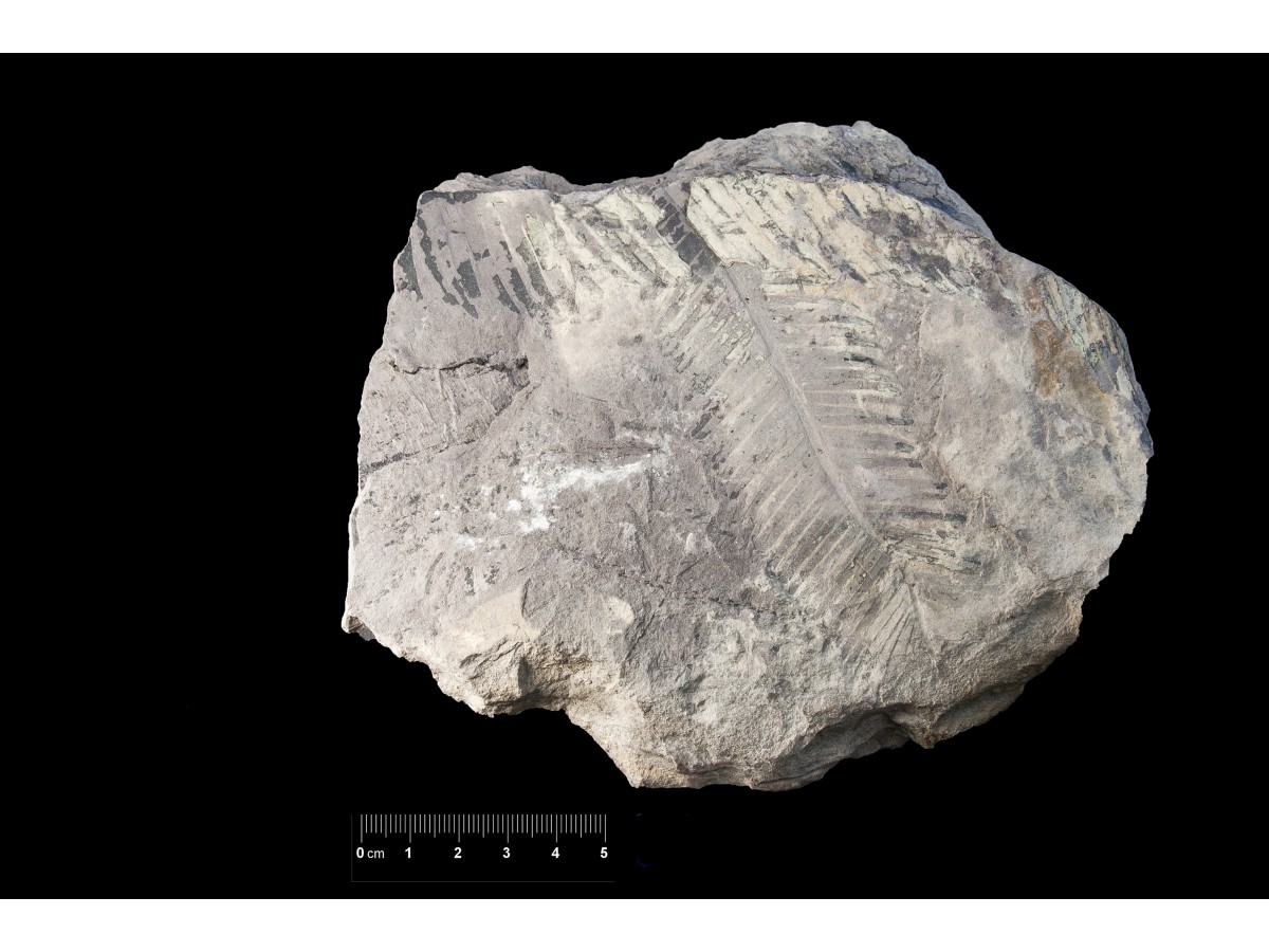Fossile (frammenti di foglia allungata e frammenti di ramo con foglie, associazione fossile)