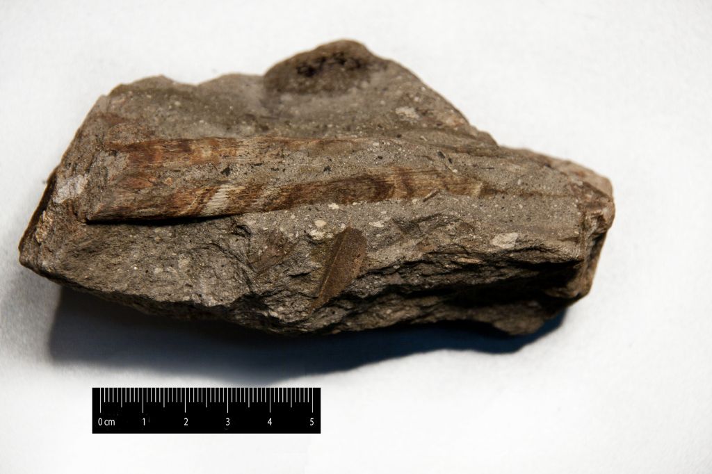 Fossile (arenaria lacustre con vegetali, associazione fossile)