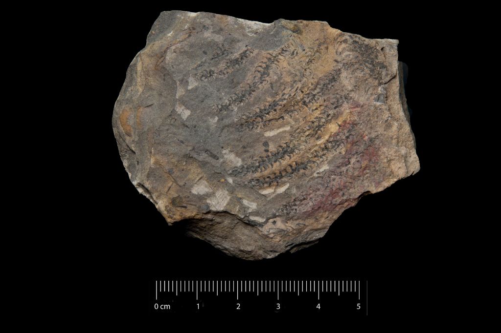 Fossile (scisto marrone con resti di piante, associazione fossile)