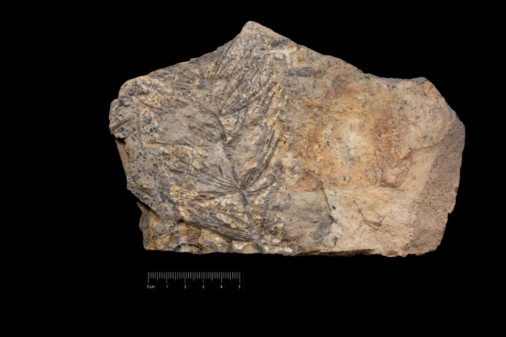 Fossile (scisto marrone a resti di piante, associazione fossile)