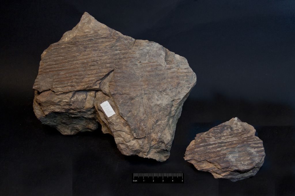 Fossile (impronta di cavità midollare, esemplare)