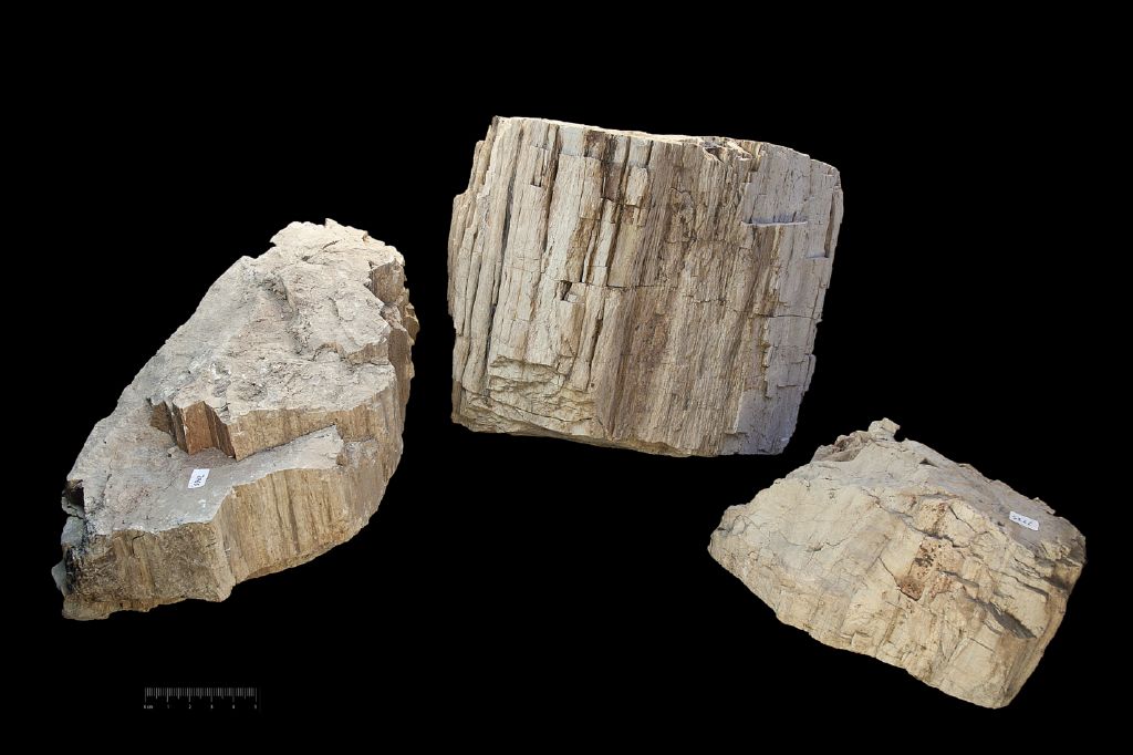 Fossile (tronchi silicizzati, insieme)