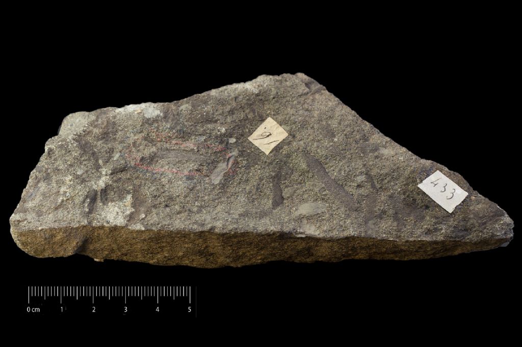 Fossile (resti di organismi vegetali, associazione fossile)