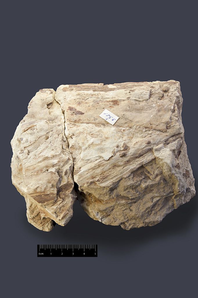 Fossile (frammenti di foglia, associazione fossile)
