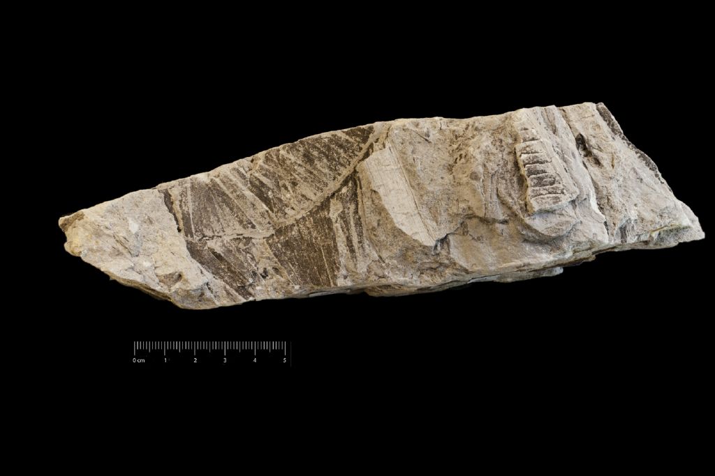 Fossile (frammento di foglia allungata, associazione fossile)