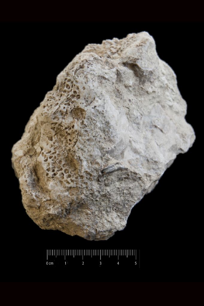 Fossile (invertebrato, coralli, associazione fossile)