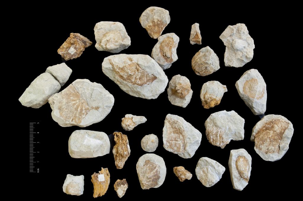 Fossile (invertebrato, corallo, serie)