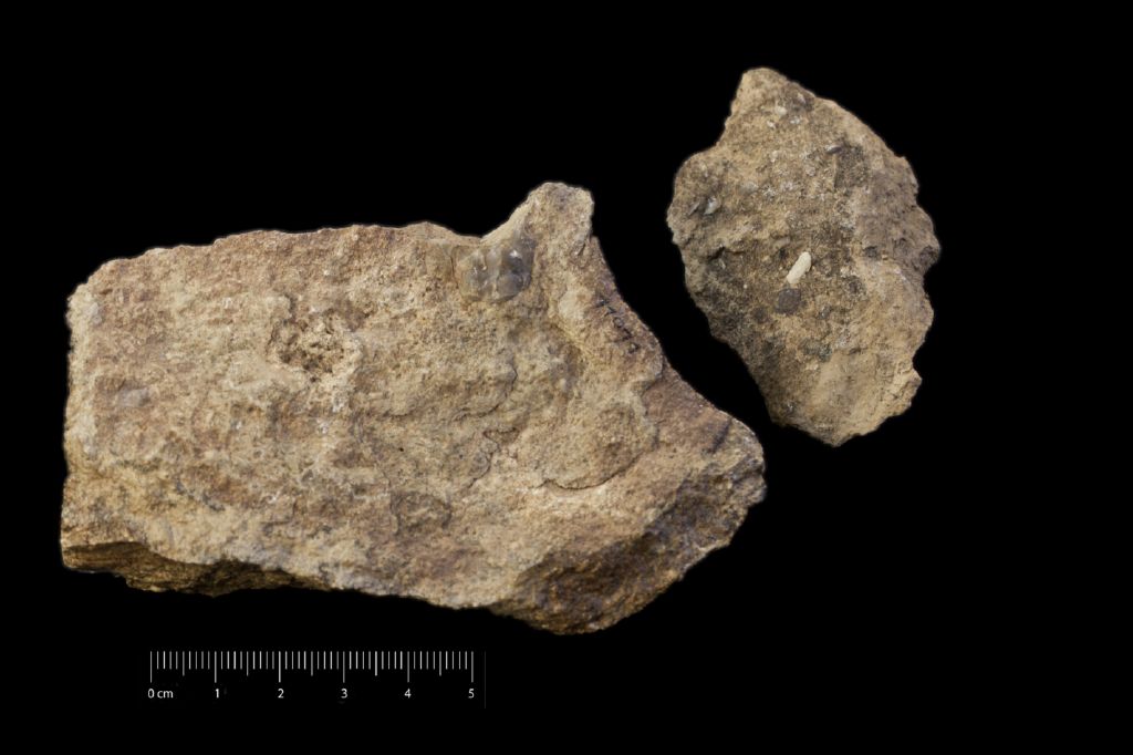 Fossile (calcare a microfossili, foraminiferi, associazione fossile)