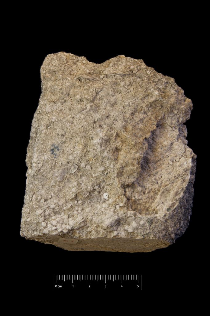 Fossile (calcare a microfossili, associazione fossile)