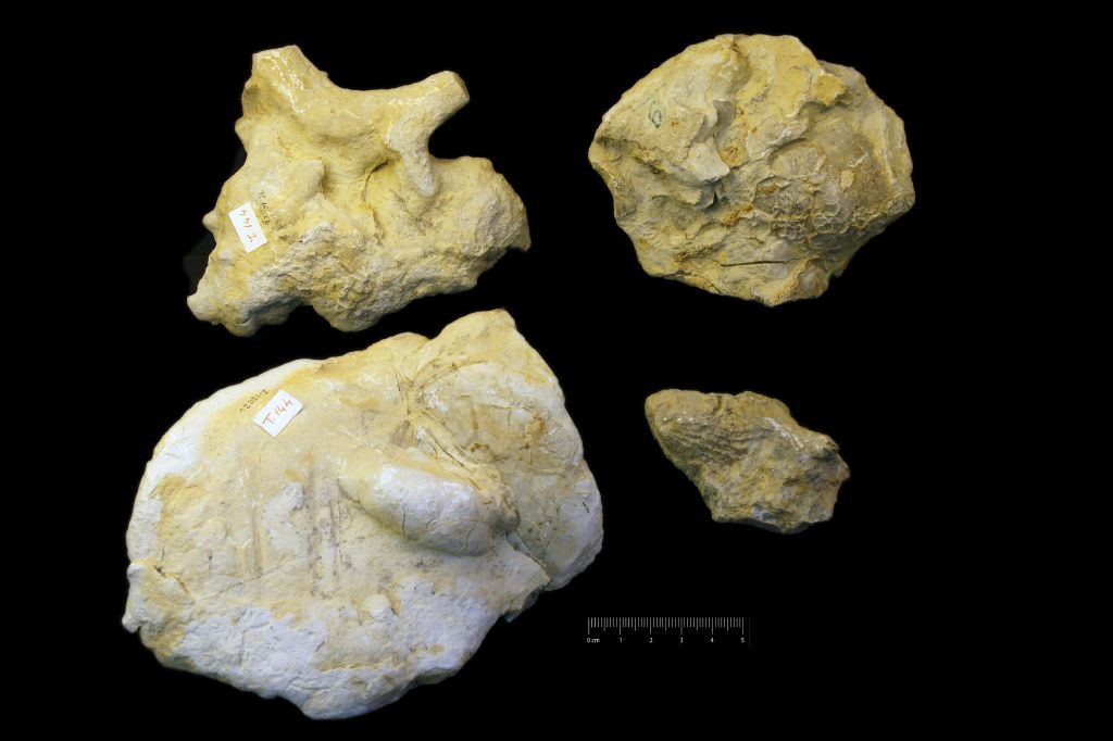 Fossile (invertebrato, mollusco, serie)