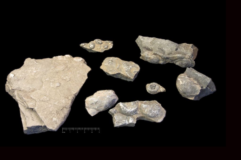 Fossile (invertebrato, bivalve, associazione fossile)