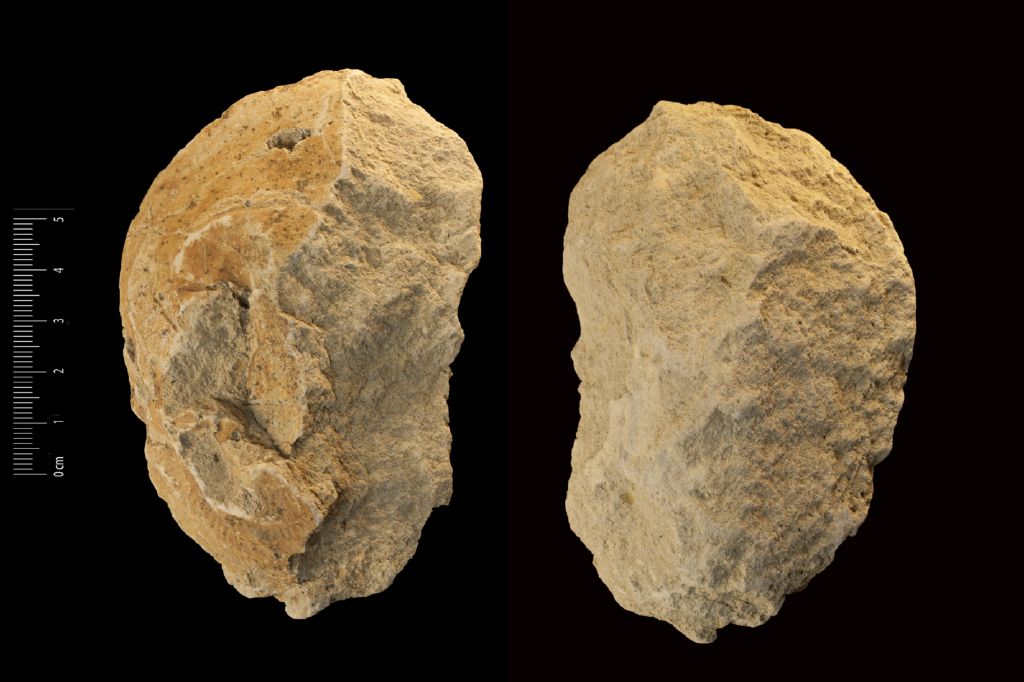 Fossile (invertebrato, gasteropode, esemplare)
