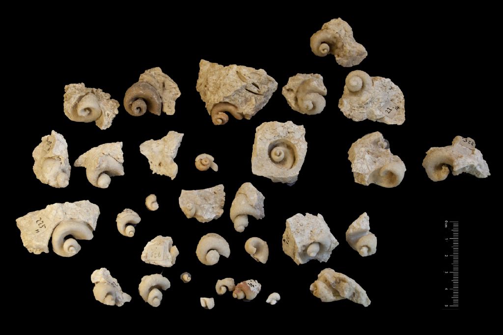 Fossile (invertebrato, gasteropode, serie)