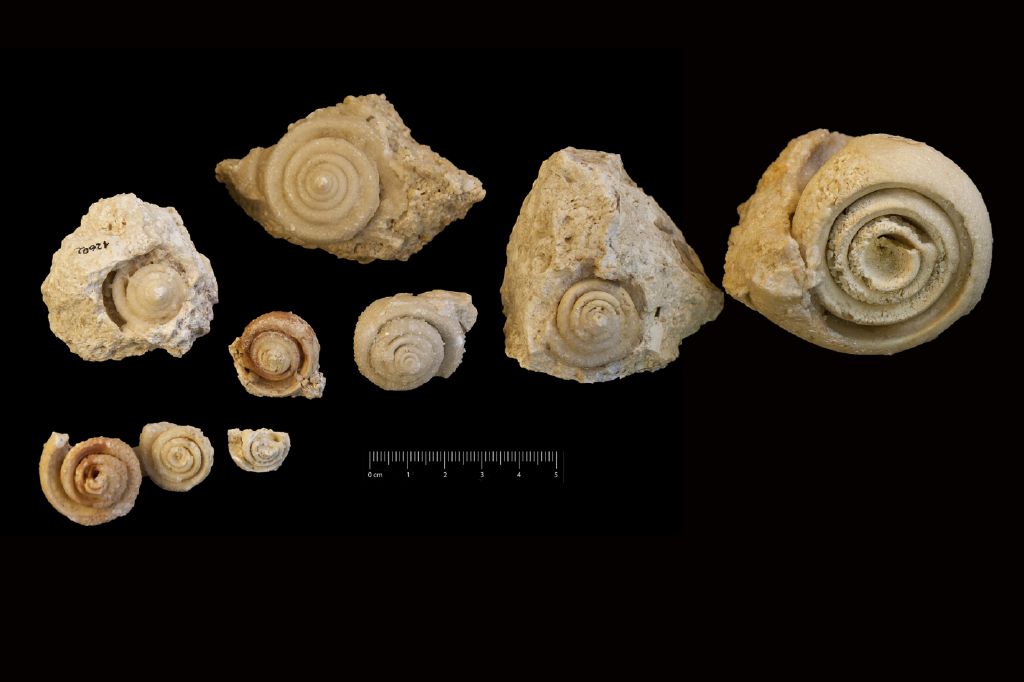 Fossile (invertebrato, gasteropode, serie)