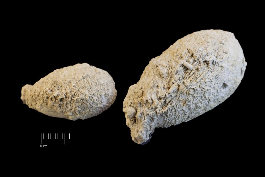 Fossile (invertebrato, corallo, associazione fossile)