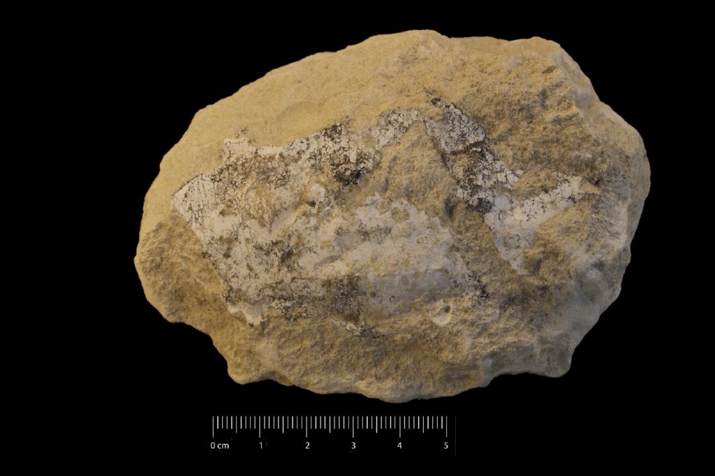 Fossile (invertebrato, crostaceo, esemplare)