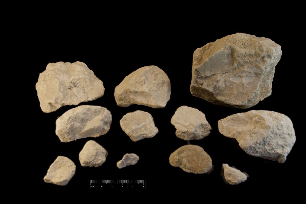 Fossile (invertebrato, granchio e gambero, serie)