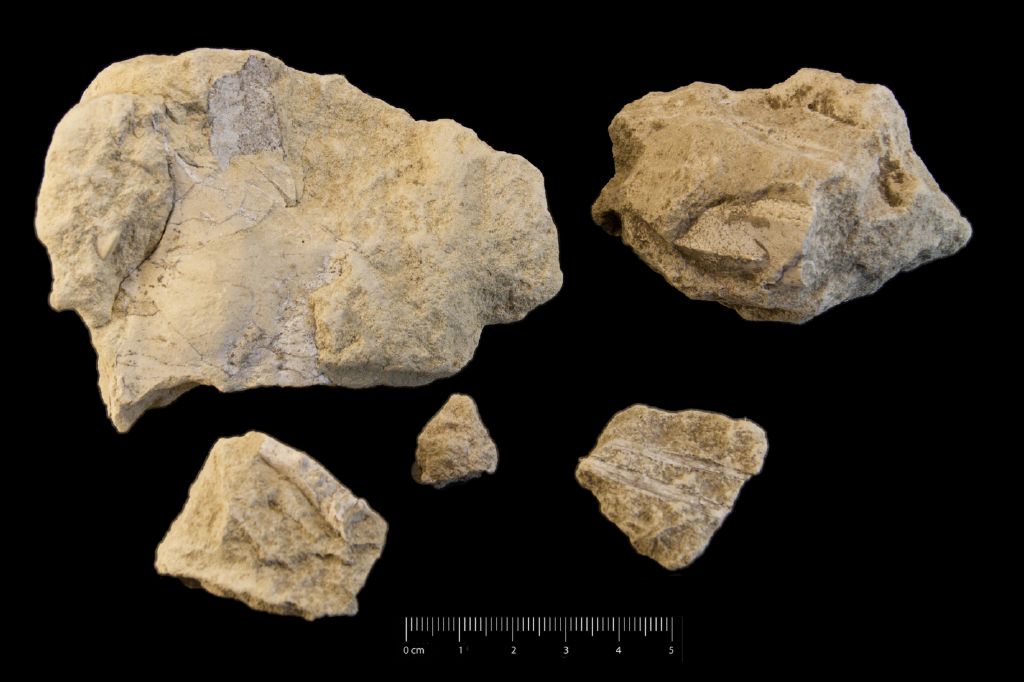 Fossile (invertebrato, crostaceo, serie)