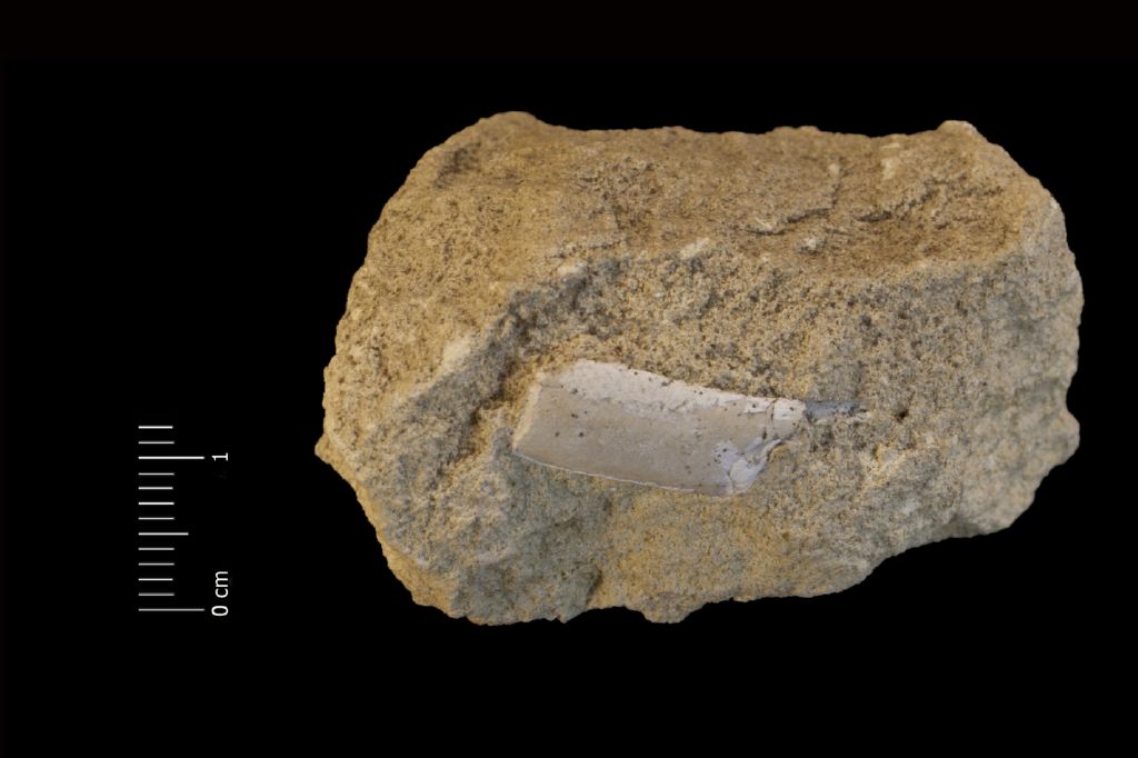 Fossile (invertebrato, gambero, esemplare)