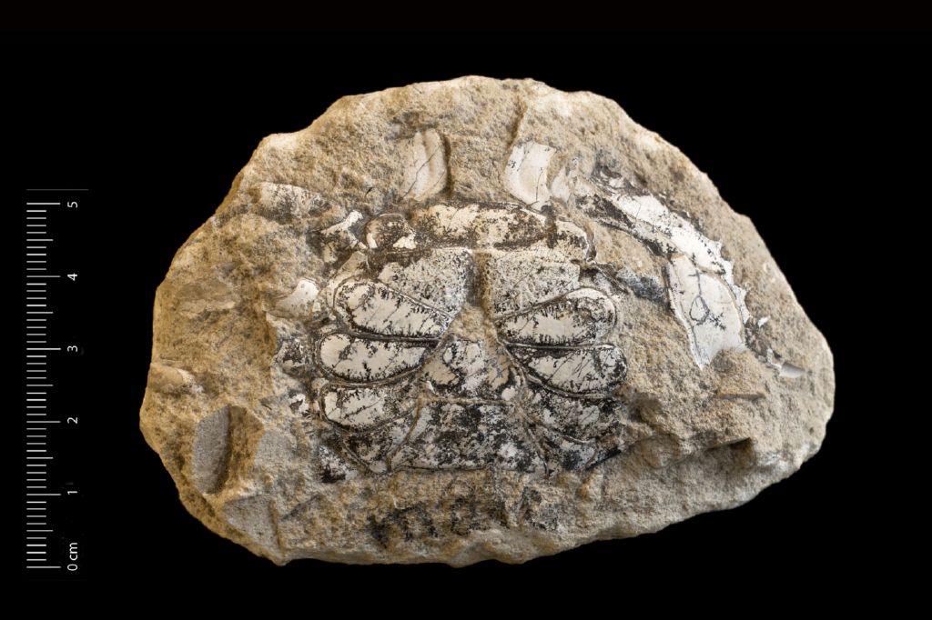Fossile (invertebrato, crostaceo, esemplare)