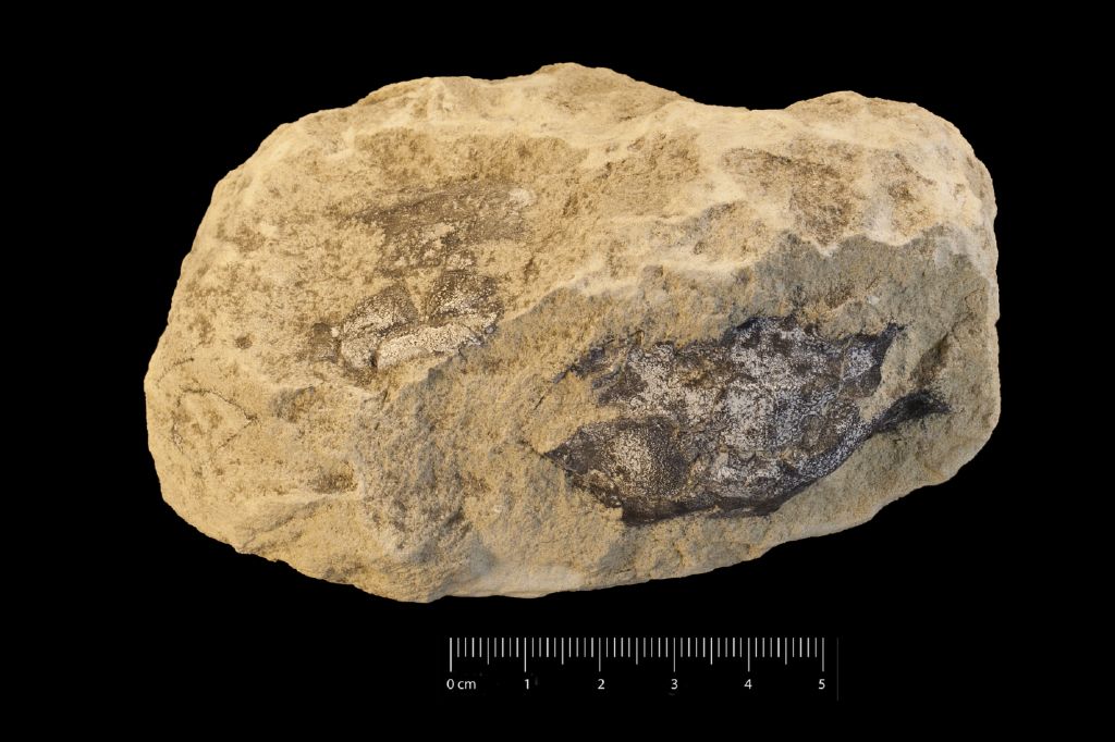 Fossile (invertebrato, crostaceo, serie)