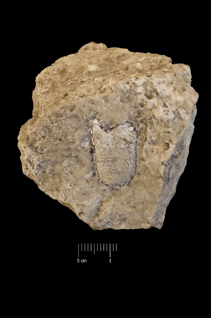 Fossile (invertebrato, gambero, esemplare)