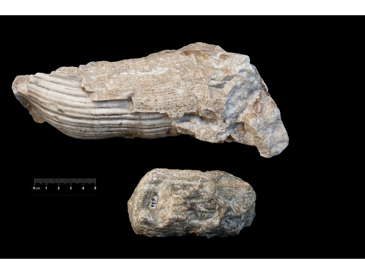 Fossile (invertebrato, bivalve, insieme)
