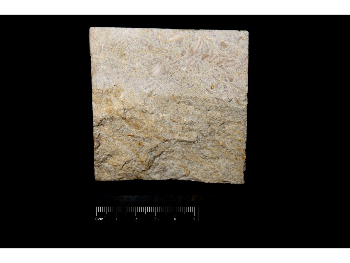 Fossile (calcare a microfossili, foraminiferi, associazione fossile)