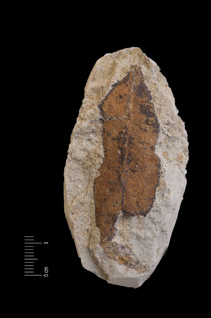 Fossile (foglia, esemplare)