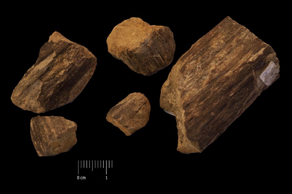 Fossile (legno fossile, serie)