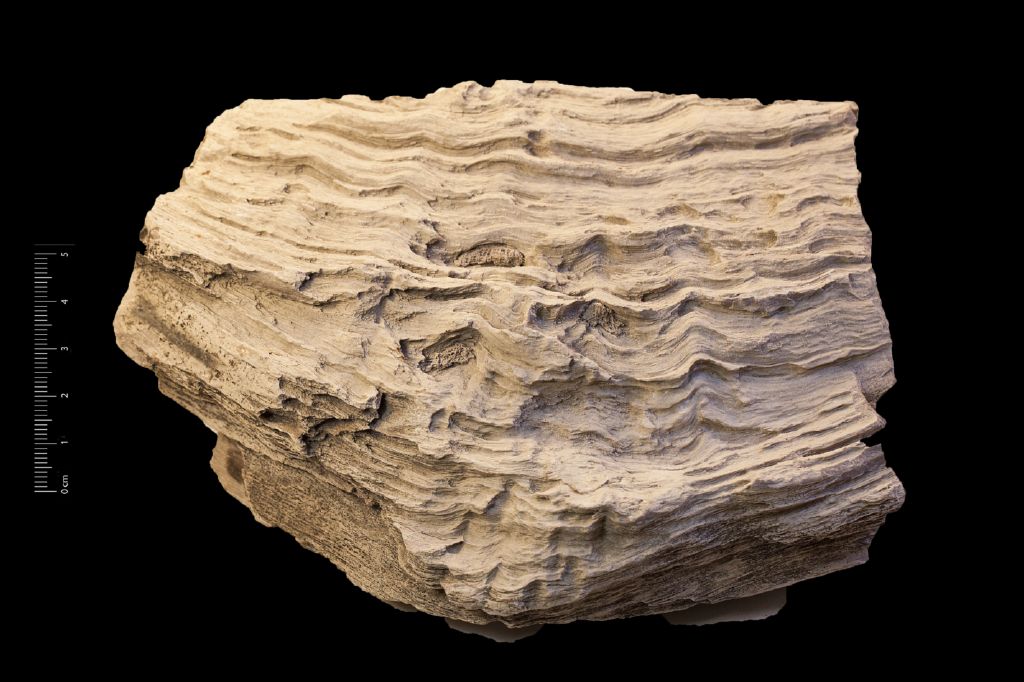 Fossile (legno fossile, esemplare)