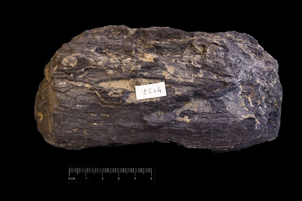 Fossile (frammenti di fusto, esemplare)
