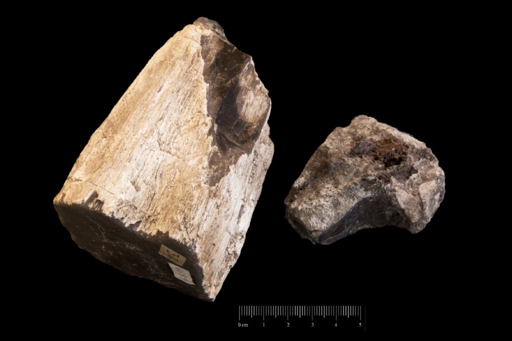 Fossile (tronco silicizzato, serie)
