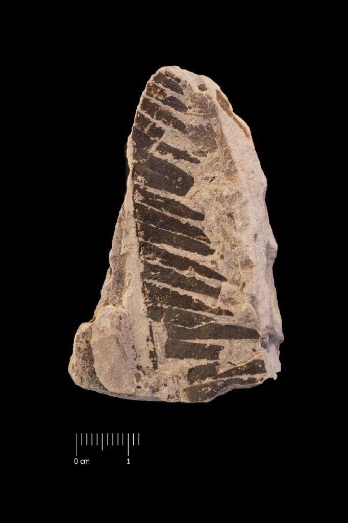 Fossile (frammento di foglia allungata, esemplare)