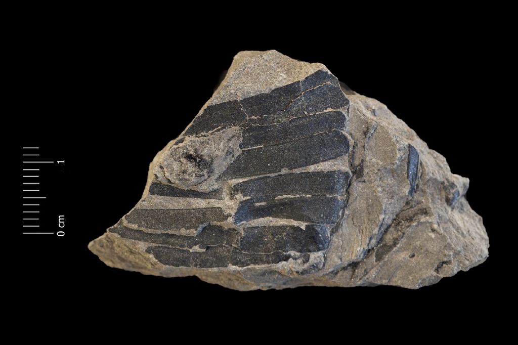 Fossile (resti fossili vegetali, associazione fossile)