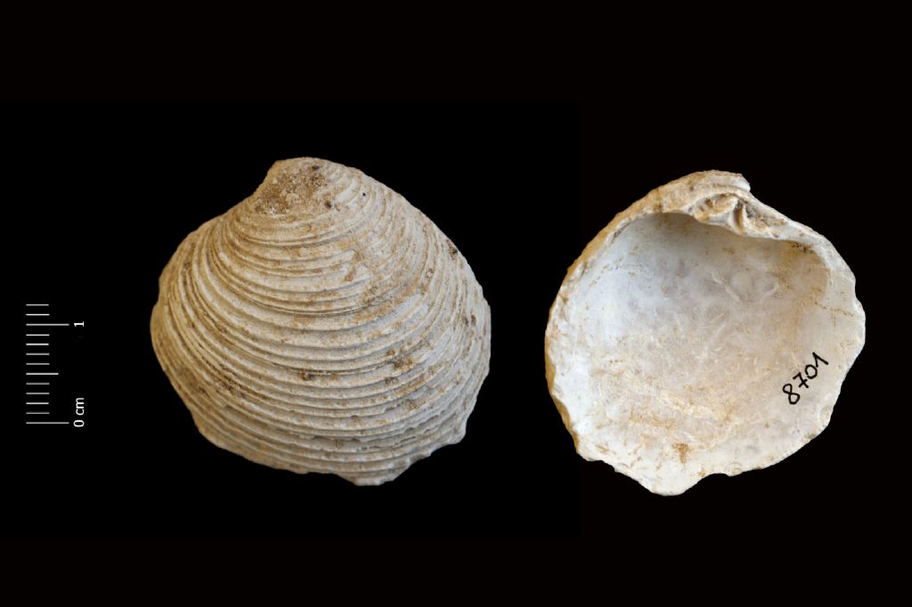 Fossile (invertebrato, esemplare)