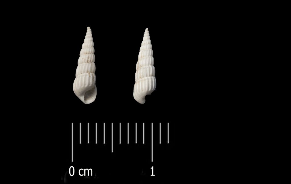 Fossile (invertebrato, esemplare)