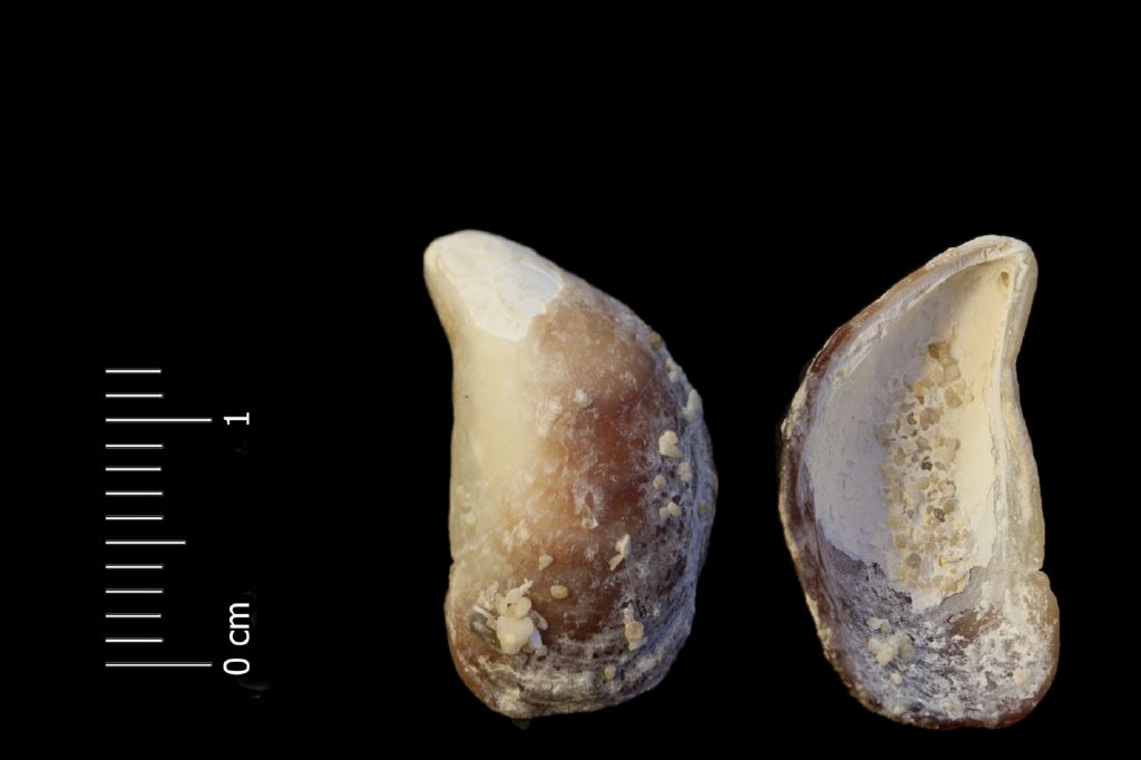 Fossile (invertebrato, esemplare)