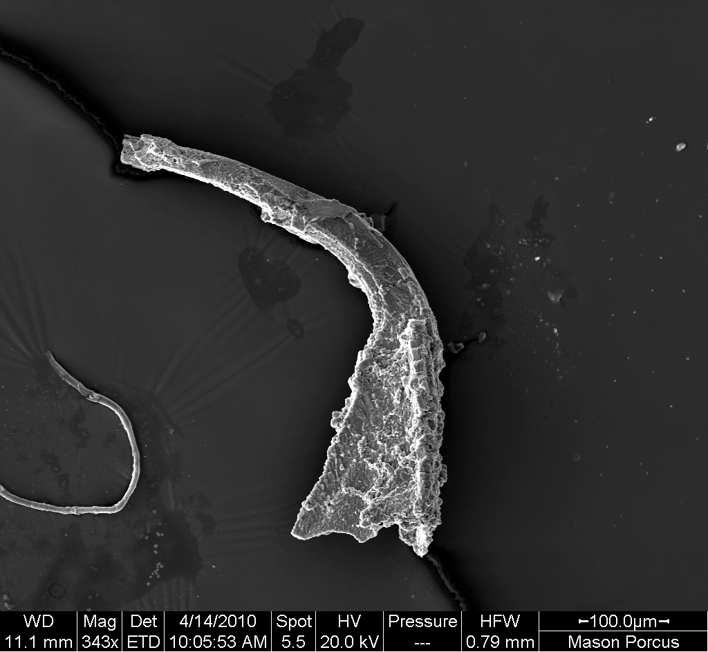 Preparato per microscopio (fossile, conodonta, esemplare)