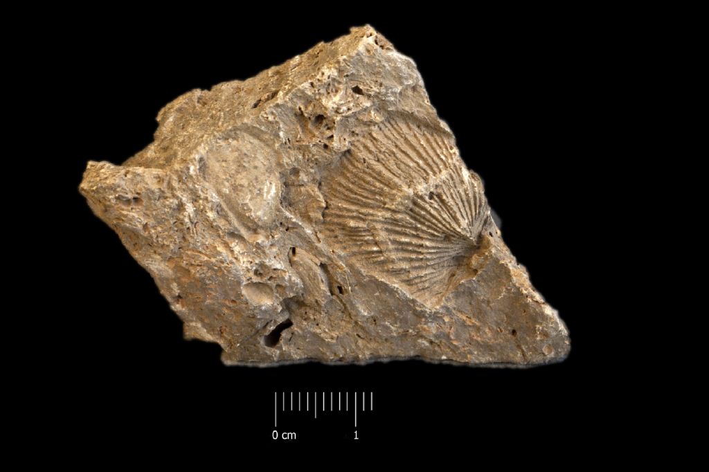 Fossile (invertebrato, brachiopode, esemplare)