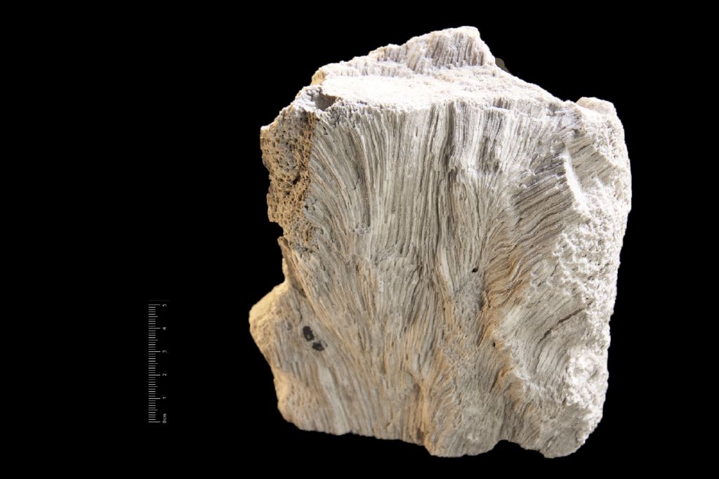 Fossile (colonia di coralli, associazione fossile)