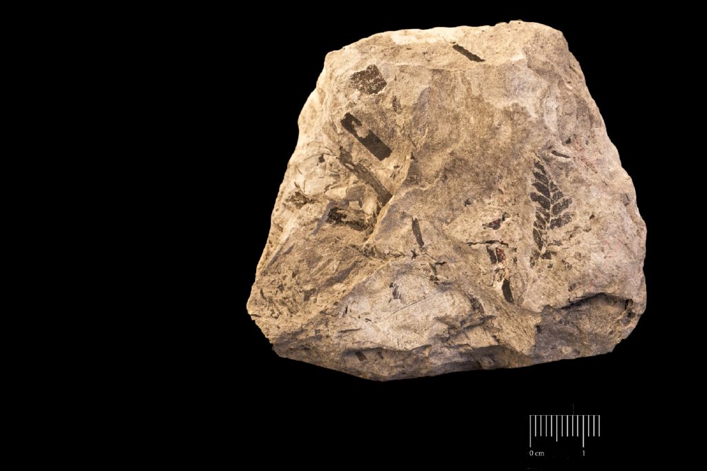Fossile (frammenti di foglia allungata, esemplare)